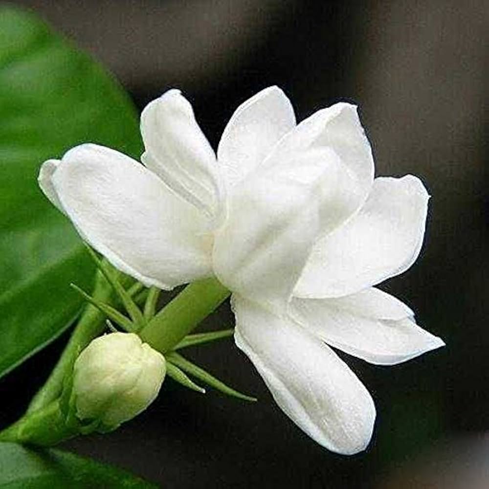 Jasmine Jasminum Sambac Blumensamen