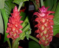 Rot Curcuma Aeruginosa Blumensamen zur Aussaat – robust Sorte – Traditionssorte & ohne Gentechnik Samen Hausgarten
