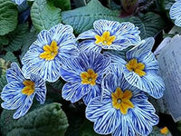 Europe primula acaulis blume samen for anpflanzung – easy to grow, heirloom, non-gmo organic garten samen
 
 sale samen for home garten