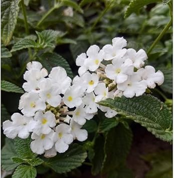Lantana blume samen for anpflanzung vibrant colors heirloom & gmo free samen for home garten 
 
 sale for anpflanzung in home garten