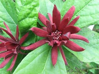 Maroon carolina allspice blume samen for anpflanzung - garten favorite, heirloom & gmo free samen for home garten
 
 sale samen for anpflanzung in home garten
