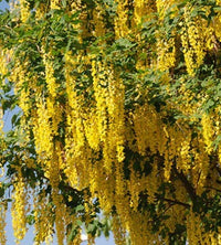 Golden Koelreuteria Blumensamen zur Aussaat – Bestäuber freundlich – Traditionssorte & ohne Gentechnik Samen Hausgarten