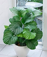 Grün calathea blume samen for anpflanzung - low maintenance, heirloom & gmo free samen for home garten
 
 sale samen for home garten