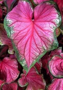 Mischung Rosa Caladium Blumensamen zur Aussaat – duftend Blüten – Traditionssorte & ohne Gentechnik Samen Hausgarten