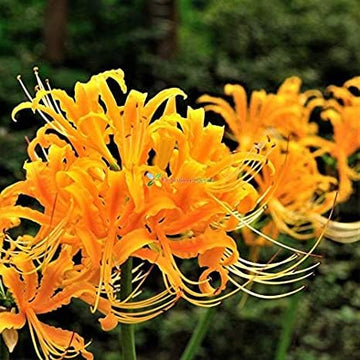 Orange Higanbana Blumensamen zur Aussaat saisonal Dauerblüher Traditionssorte & ohne Gentechnik Samen Hausgarten