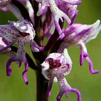 Lila orchis italica blume samen for anpflanzung cottage garten essential heirloom & gmo free samen for home garten 
 
 sale samen for home garten anpflanzung
