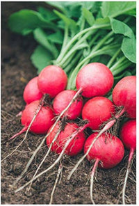Rot Turnip Samen for Your Gemüse Garden