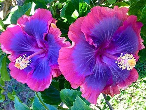 Giant (giant hibiscus) samen for anpflanzung in home garten