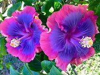 Giant (giant hibiscus) samen for anpflanzung in home garten
