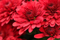 Deep rot chrysanthemum blume samen for anpflanzung - compact growth, heirloom & gmo free samen for home garten
 
 sale samen for anpflanzung in home garten