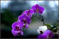 Lila Schmetterling Orchidee Samen Blumensamen zur Aussaat – farbenfroh Schau – Traditionssorte & ohne Gentechnik Samen Hausgarten