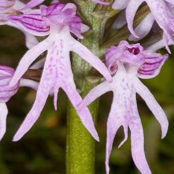 Samen Orchidee Blumensamen zur Aussaat – robust Sorte – Traditionssorte & ohne Gentechnik Samen Hausgarten