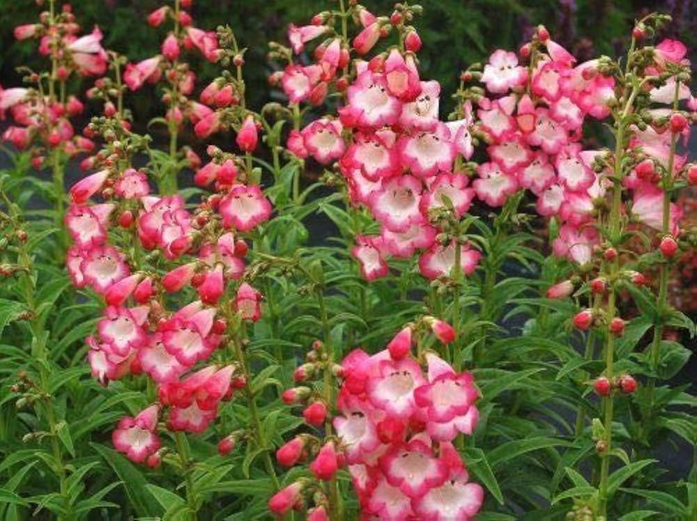 Penstemon Flagstaff Rot & Weiß Blumensamen (mehrjährig) ausdrucksstark Garten Rabatten