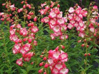 Penstemon Flagstaff Rot & Weiß Blumensamen (mehrjährig) ausdrucksstark Garten Rabatten