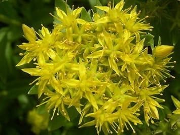 Gelb aizoon blume samen for anpflanzung - perfect for borders, heirloom & gmo free samen for home garten
 
 sale samen for home garten