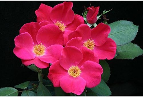 Rosa rugosa blume samen for anpflanzung - perfect for borders, heirloom & gmo free samen for home garten
 
 sale for anpflanzung in home garten