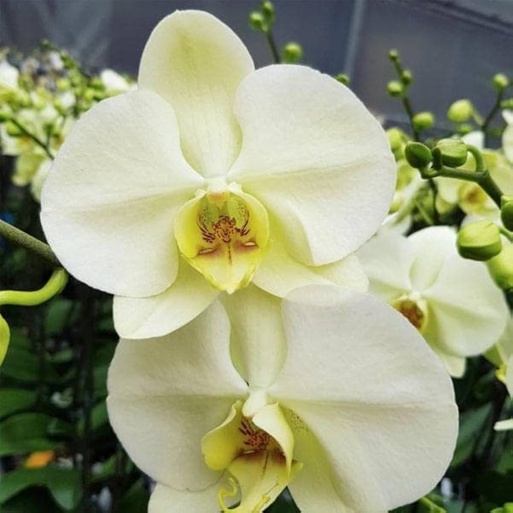 Weiß Orchidee Schmetterlingsorchidee Orchidee Blumensamen exotisch Garten Schönheit