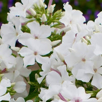 leuchtend Weiß Phlox Phlox paniculata Samen zur Aussaat Hausgarten Bestäuber zone