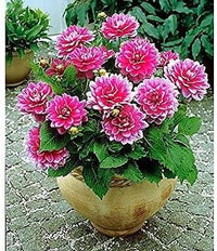 Rosa multi-color dahlia blume samen for anpflanzung - fragrant blossoms, heirloom & gmo free samen for home garten
 
 sale samen for home garten
