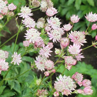 Astrantia Star Umbel Blumensamen – Bonsai or Garten Schau