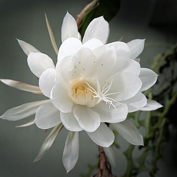 Epiphyllum blume samen for anpflanzung bright blooms heirloom & gmo free samen for home garten 
 
 sale for anpflanzung in home garten