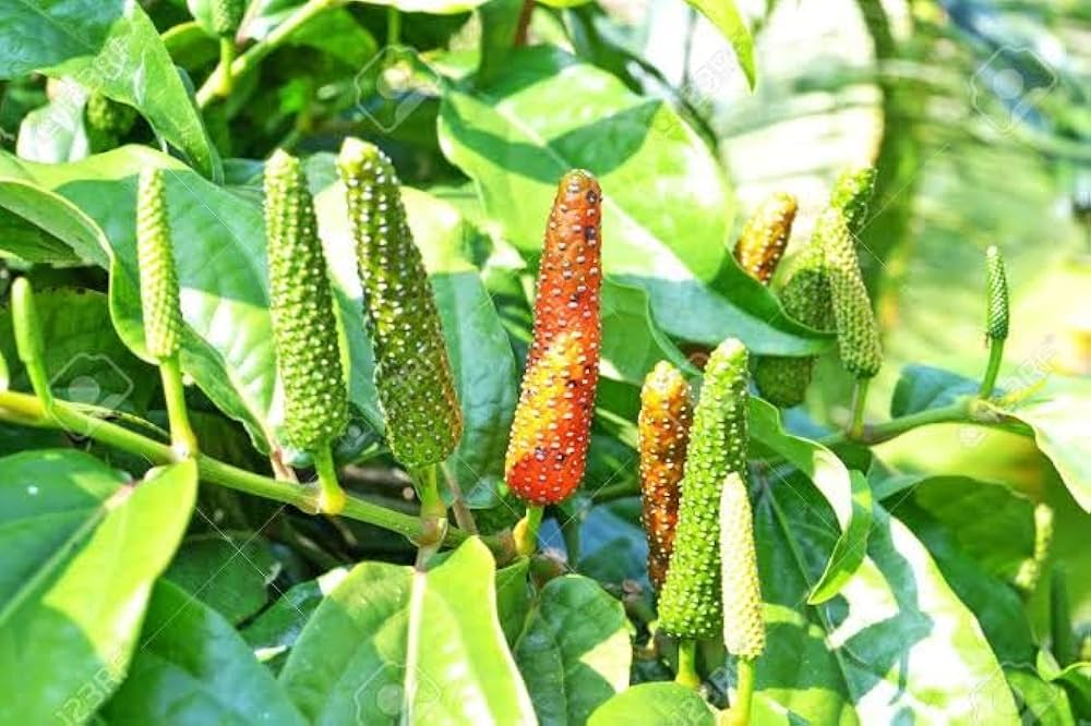 Longum Pepper Gemüsesamen für einfache Aussaat