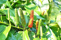 Longum Pepper Gemüsesamen für einfache Aussaat