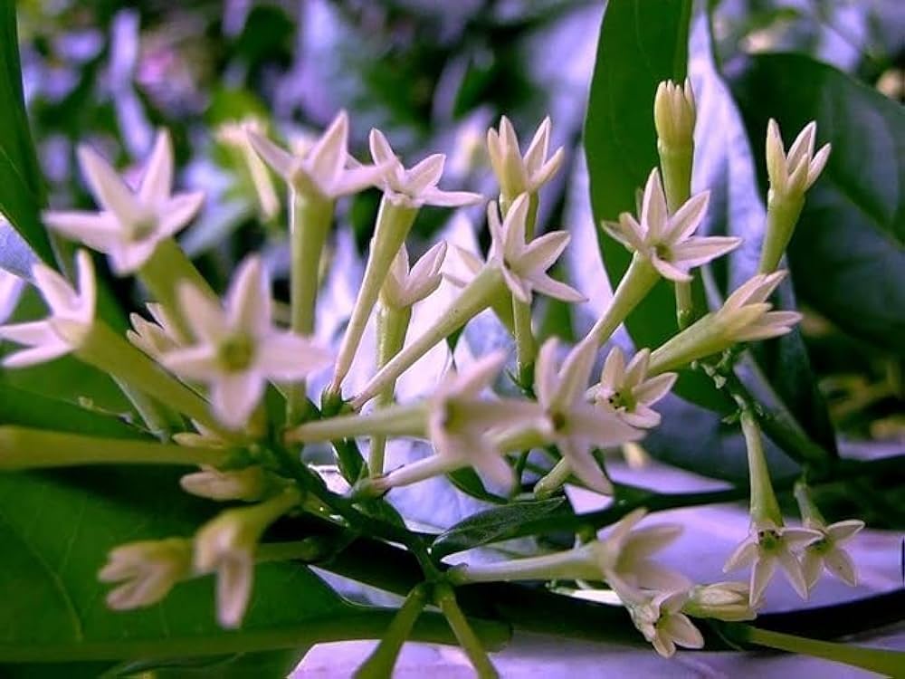 Night blühend Star Jasmine Cestrum nocturnum Blumen zur Aussaat Garten und Night Garten