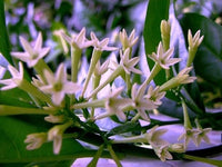 Night blühend Star Jasmine Cestrum nocturnum Blumen zur Aussaat Garten und Night Garten