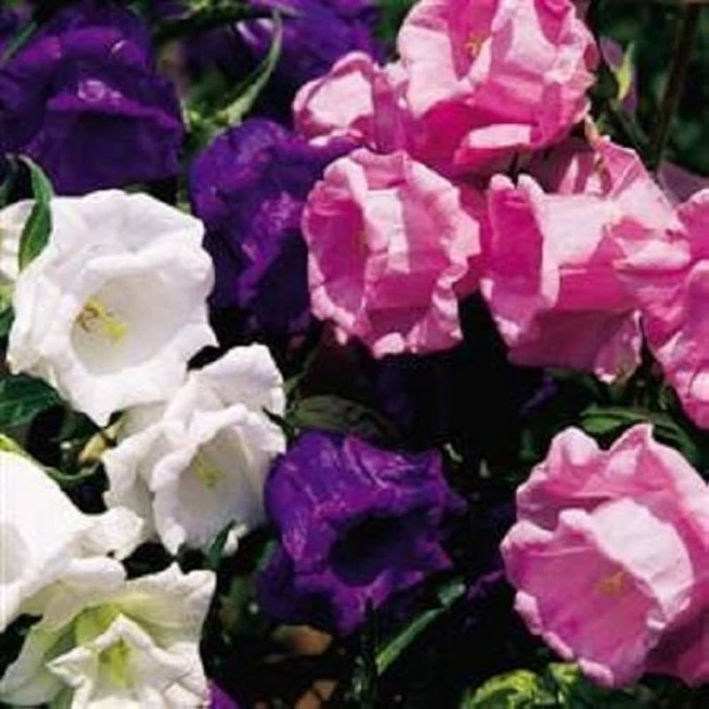 Field bellflower heirloom canterbury bell samen