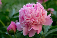 Pfingstrose Samen – Chinese Suffruticosa Blumensamen – Potted Pflanzen – Garten Pflanze