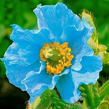 Blau blume samen for anpflanzung - sun loving, heirloom & gmo free samen for home garten
 
 sale for anpflanzung in home garten