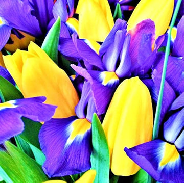 Gelb & Blau Tulpe Blumensamen zur Aussaat