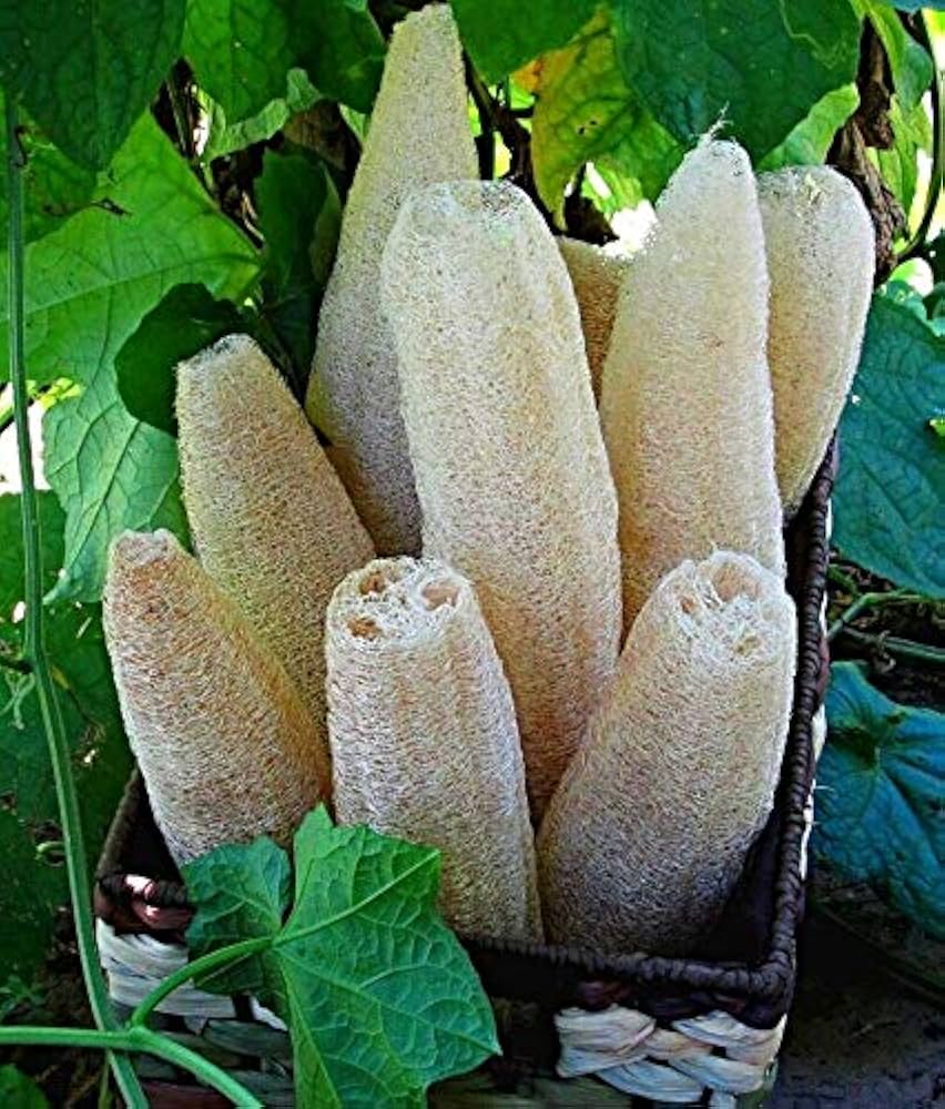 Cream Luffa Samen zum Pflanzen  Grow Delicious Luffa Gemüses