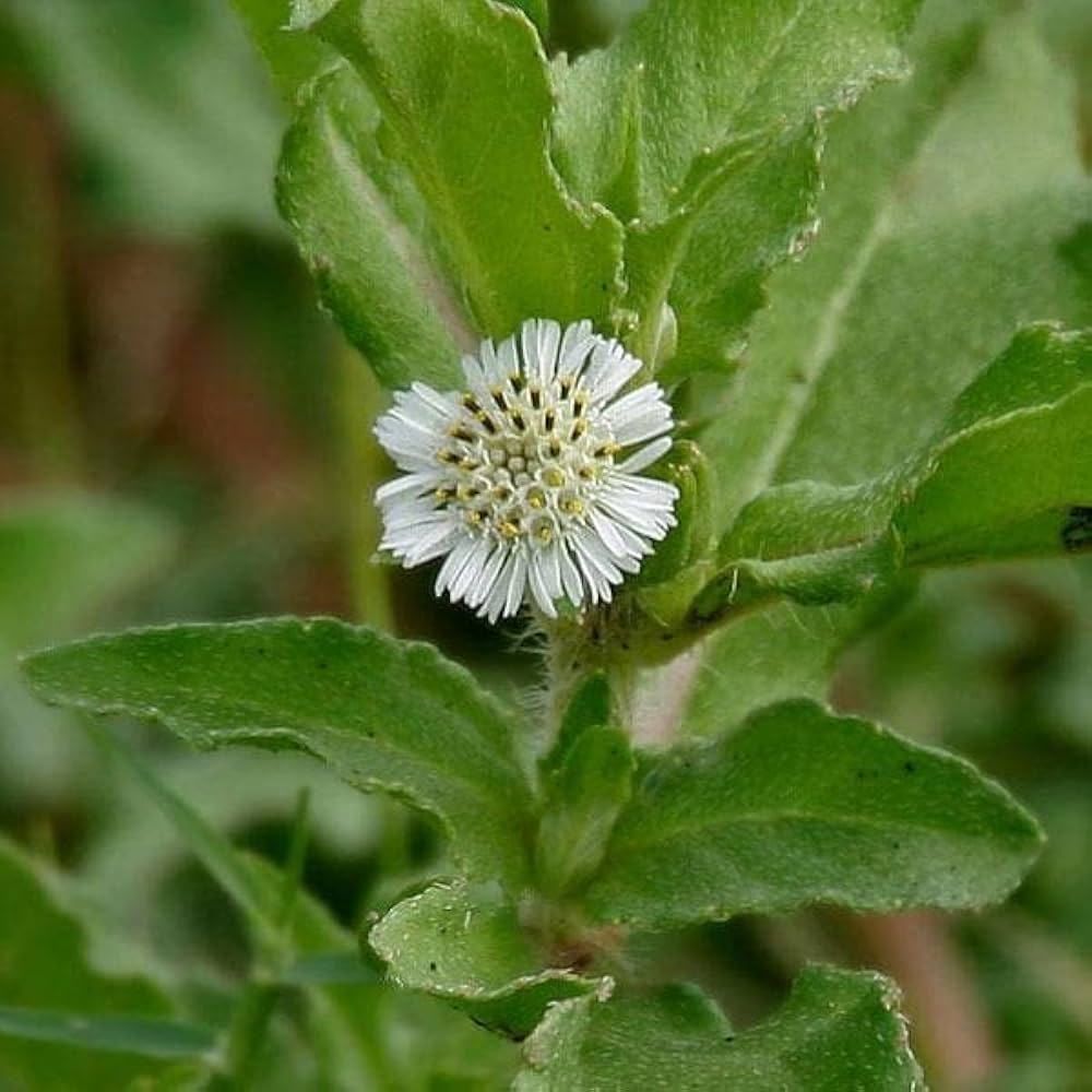 kaufen bhringraj flower pflanzung samen Stück, 100 Stück