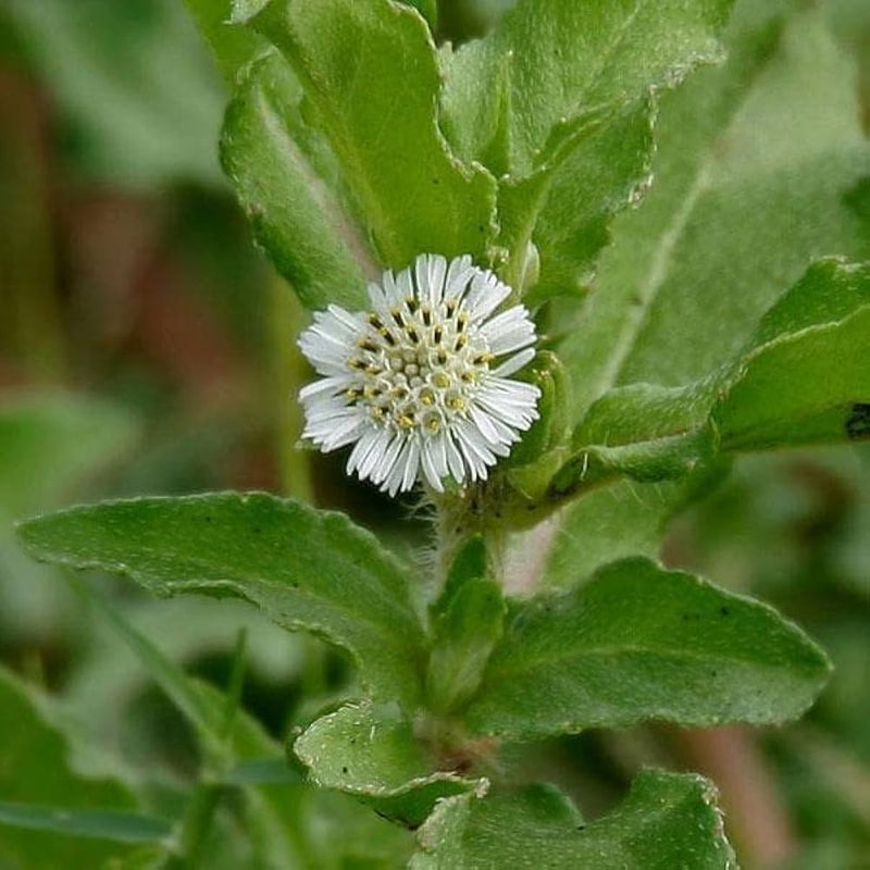 Bhringraj blume samen for anpflanzung - bright blooms, heirloom & gmo free samen for home garten
 
 sale samen for anpflanzung in home garten