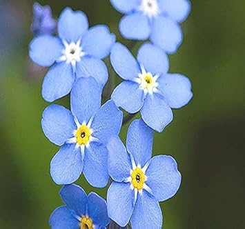 Forget me not blume samen for anpflanzung - long bloom season, heirloom & gmo free samen for home garten
 
 sale for anpflanzung in home garten.