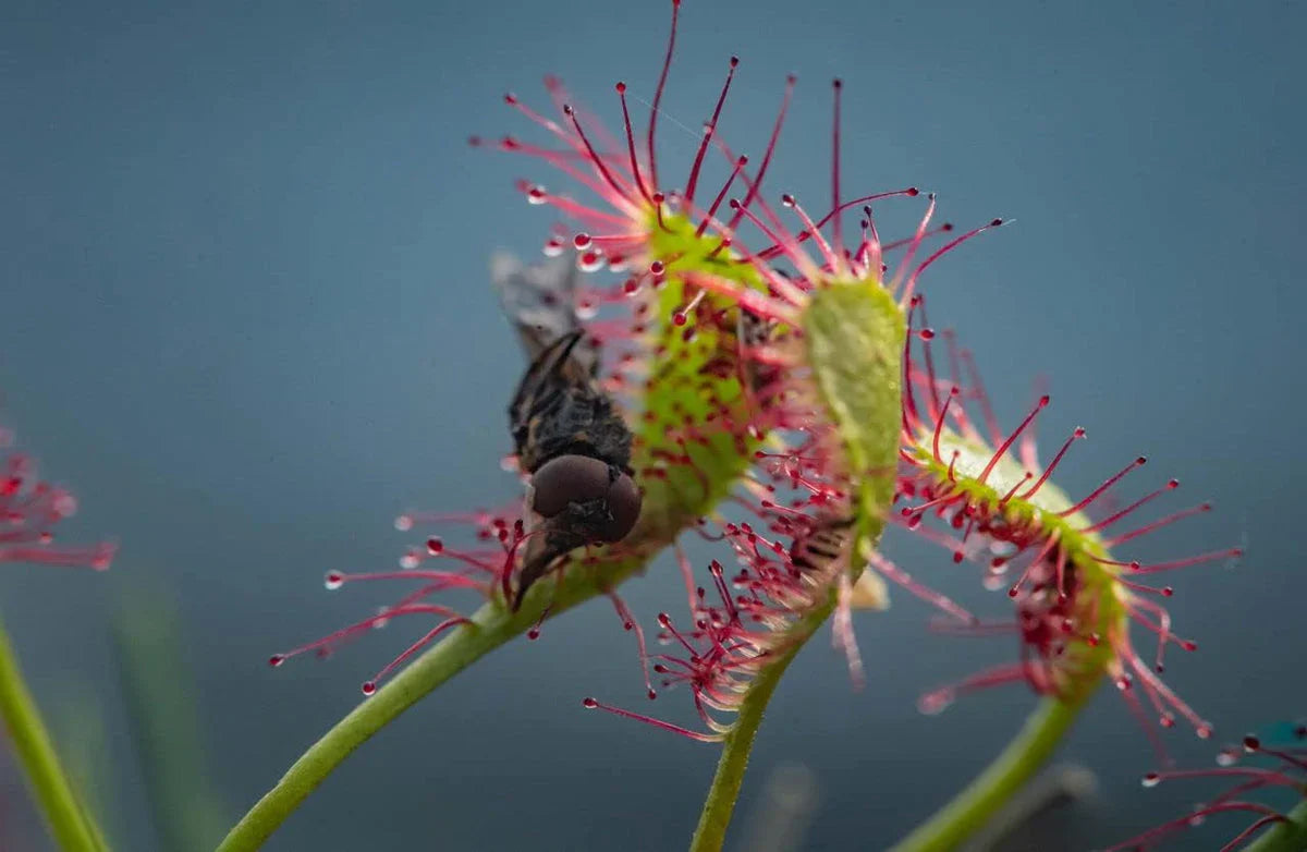 Grün Rot Sundew Blumensamen zur Aussaat duftend Blüten Traditionssorte & ohne Gentechnik Samen Hausgarten
