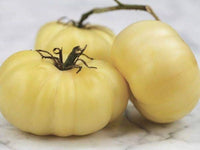 Traditionell Beefsteak Tomate Solanum lycopersicum Samen zum Pflanzen home garden salad patch