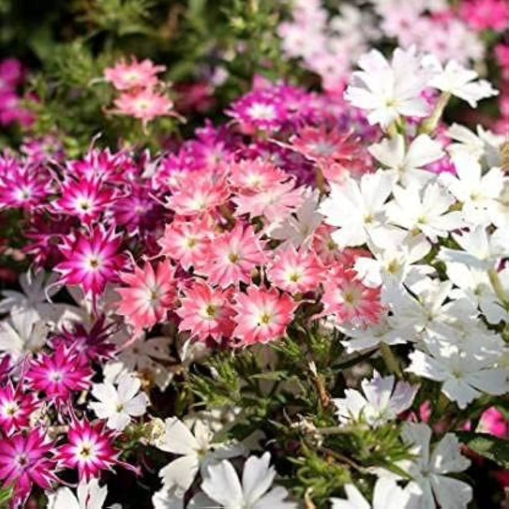 Phlox twinkle star phlox paniculata samen for anpflanzung in blume bed