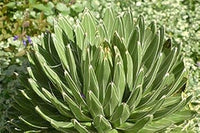 Grün victoria agave blume samen for anpflanzung - pollinator friendly, heirloom & gmo free samen for home garten
 
 sale for anpflanzung in home garten.