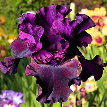 Bearded iris pretty mixed blume samen
