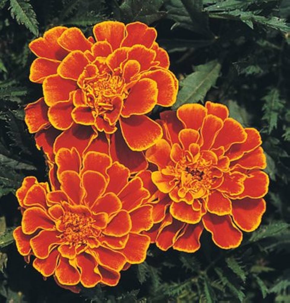 Studentenblume Janie Spry Französisch Studentenblume Samen zur Aussaat Blume Beet