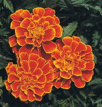 Studentenblume Janie Spry Französisch Studentenblume Samen zur Aussaat Blume Beet