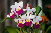 Rosa Weiß Cattleya Hybrida Blumensamen zur Aussaat – ideal Rabatten – Traditionssorte & ohne Gentechnik Samen Hausgarten