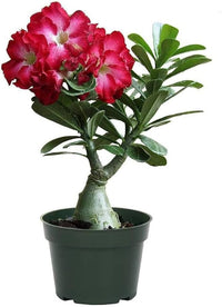 Wüstenrose Desert Rose Gemischt gefüllt Petal Samen