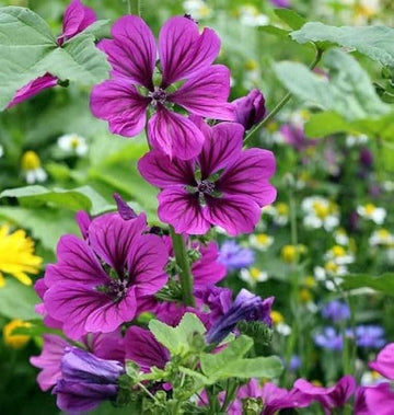 Mallow Blumensamen zur Aussaat – ideal Rabatten – Traditionssorte & ohne Gentechnik Samen Hausgarten