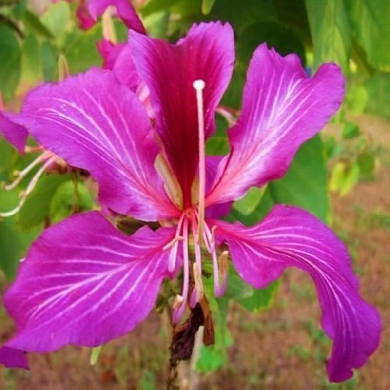 Lila orchid baum bauhinia purpurea samen