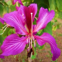 Lila orchid baum bauhinia purpurea samen