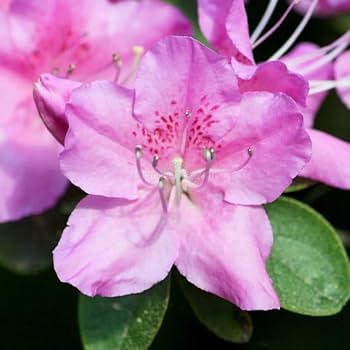 Lila Azalee Blumensamen zur Aussaat – Anzucht – Traditionssorte & ohne Gentechnik Samen Hausgarten